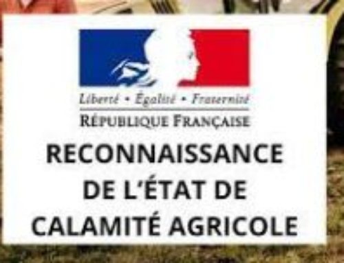 CALAMITÉ AGRICOLE – Pertes de cultures maraîchères