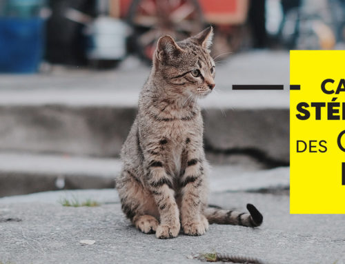 Campagne de stérilisation des chats errants