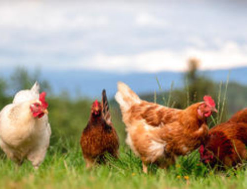 Influenza Aviaire hautement pathogène : Territoire placé en niveau de risque “élevé”