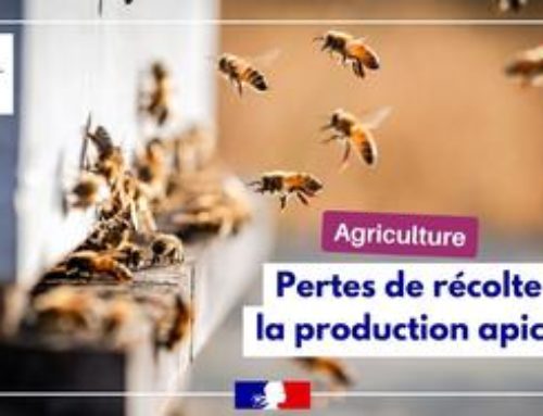 Pertes de récolte : Miel